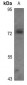 Anti-TAU (pT522) Antibody